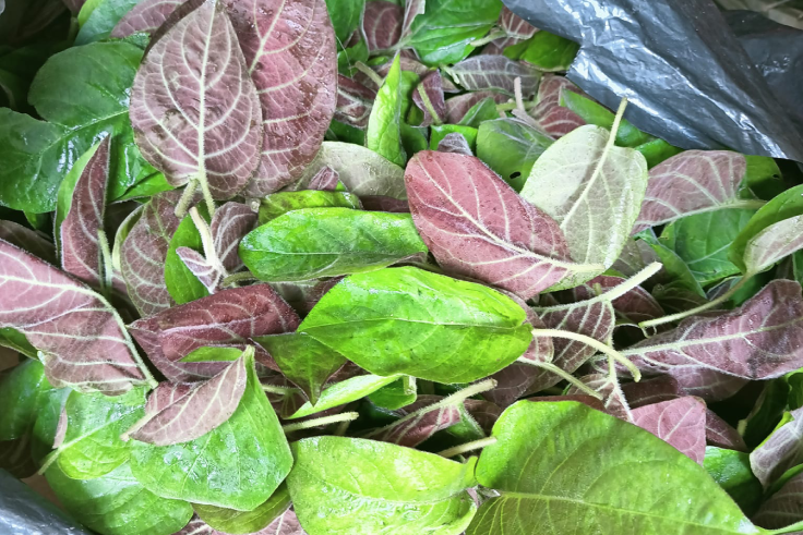 Lá mơ lông - vị thuốc xó vườn cho người trào ngược dạ dày thực quản