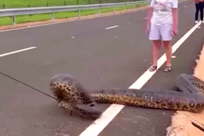 Trăn khổng lồ bò lổm ngổm trên cao tốc khiến nhiều người đi đường hoảng sợ