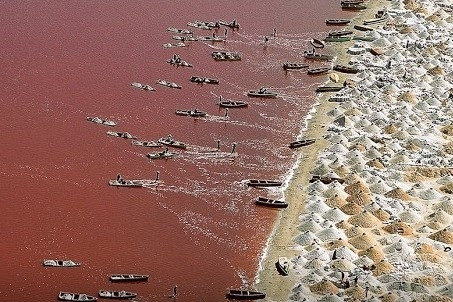 Cảnh mạo hiểm mưu sinh ở hồ muối màu hồng, mặn hơn Biển Chết