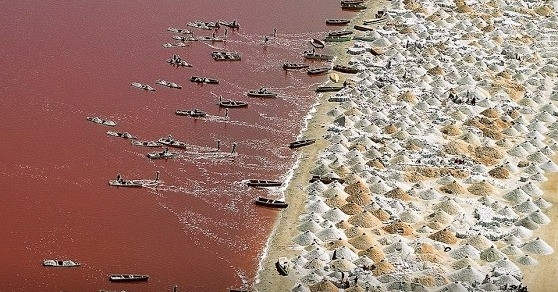 Cảnh mạo hiểm mưu sinh ở hồ muối màu hồng, mặn hơn Biển Chết