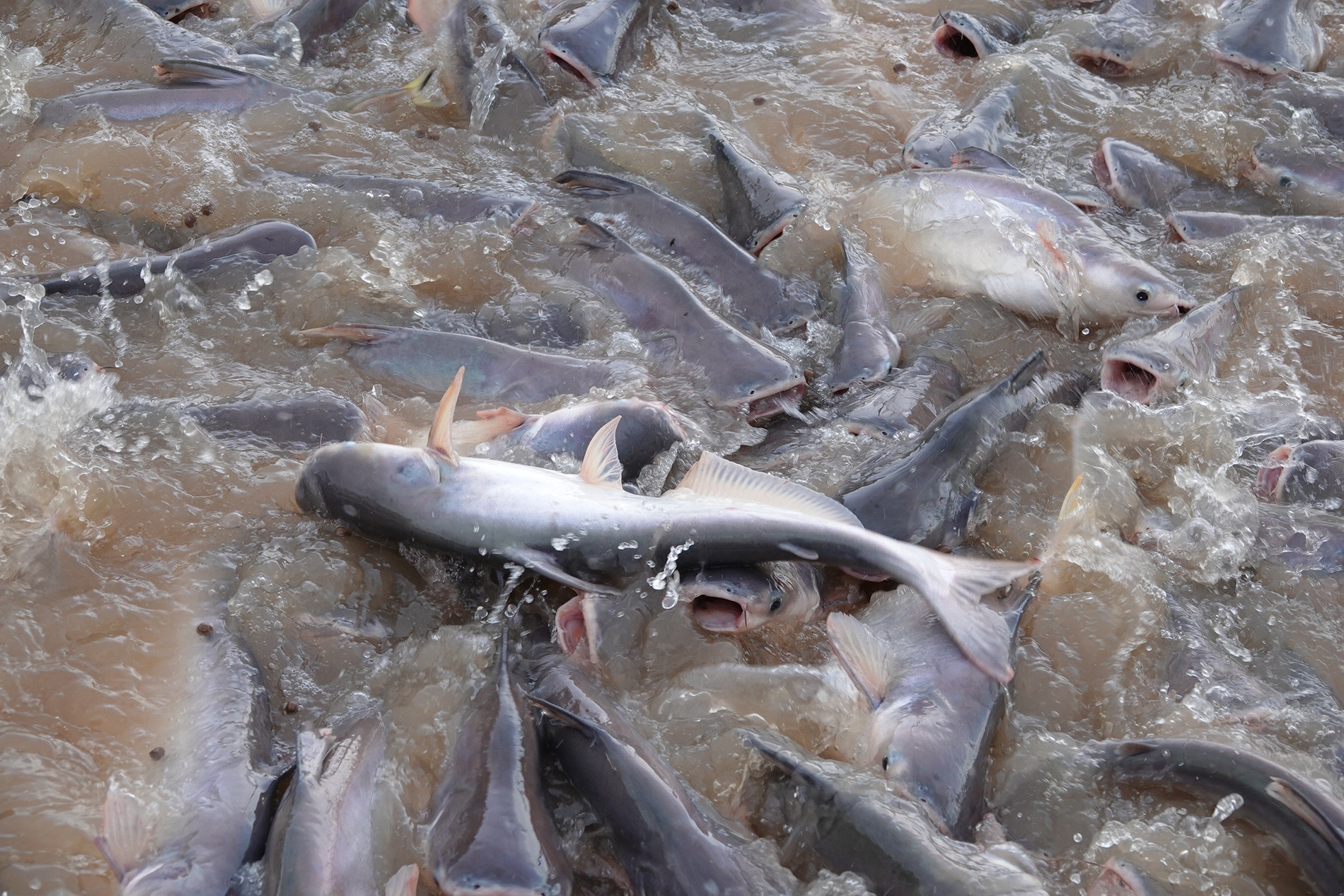 Đàn cá ‘trời ban’ trên sông Tiền được người dân Đồng Tháp chăm sóc như thú cưng