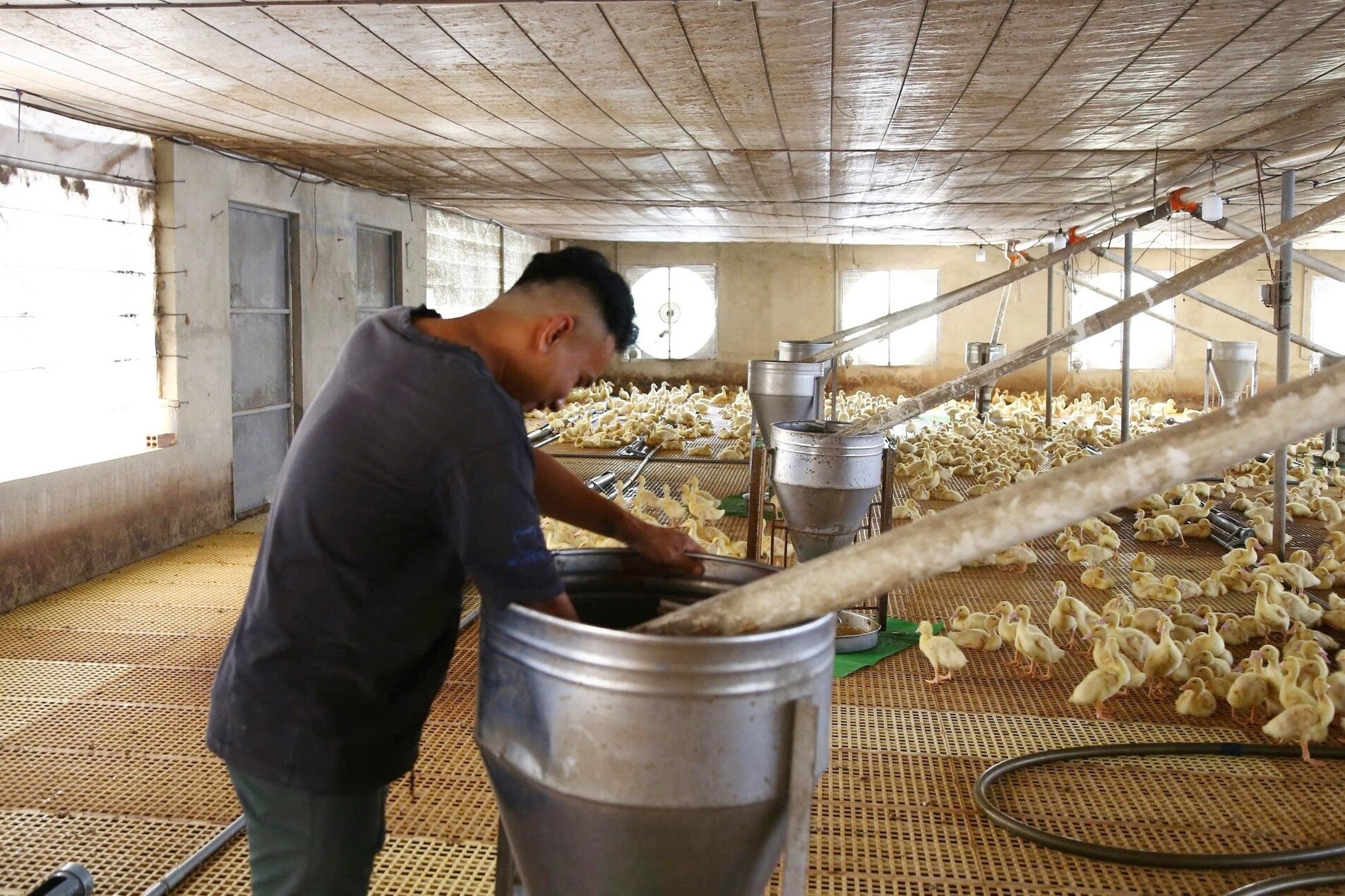 Đồng Nai: Ứng dụng tự động hóa trong nuôi vịt giúp tăng năng suất