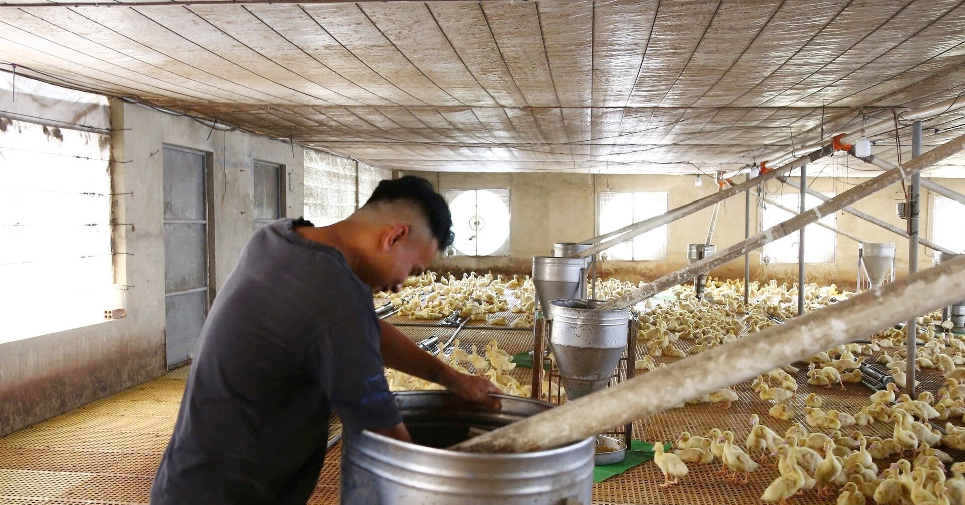 Đồng Nai: Ứng dụng tự động hóa trong nuôi vịt giúp tăng năng suất