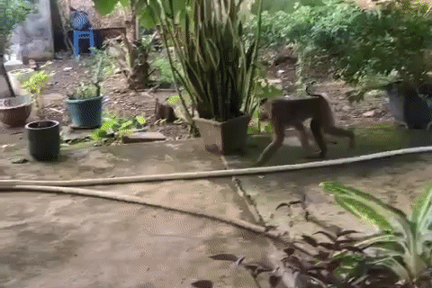 Khỉ lông xám nặng khoảng 8kg sổng chuồng, quậy phá khu dân cư ở TPHCM