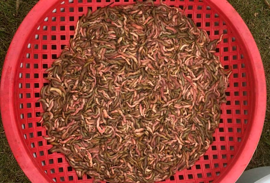 Cãi nhau với em vì mấy cân rươi, anh cả 4 năm không đến đám giỗ mẹ