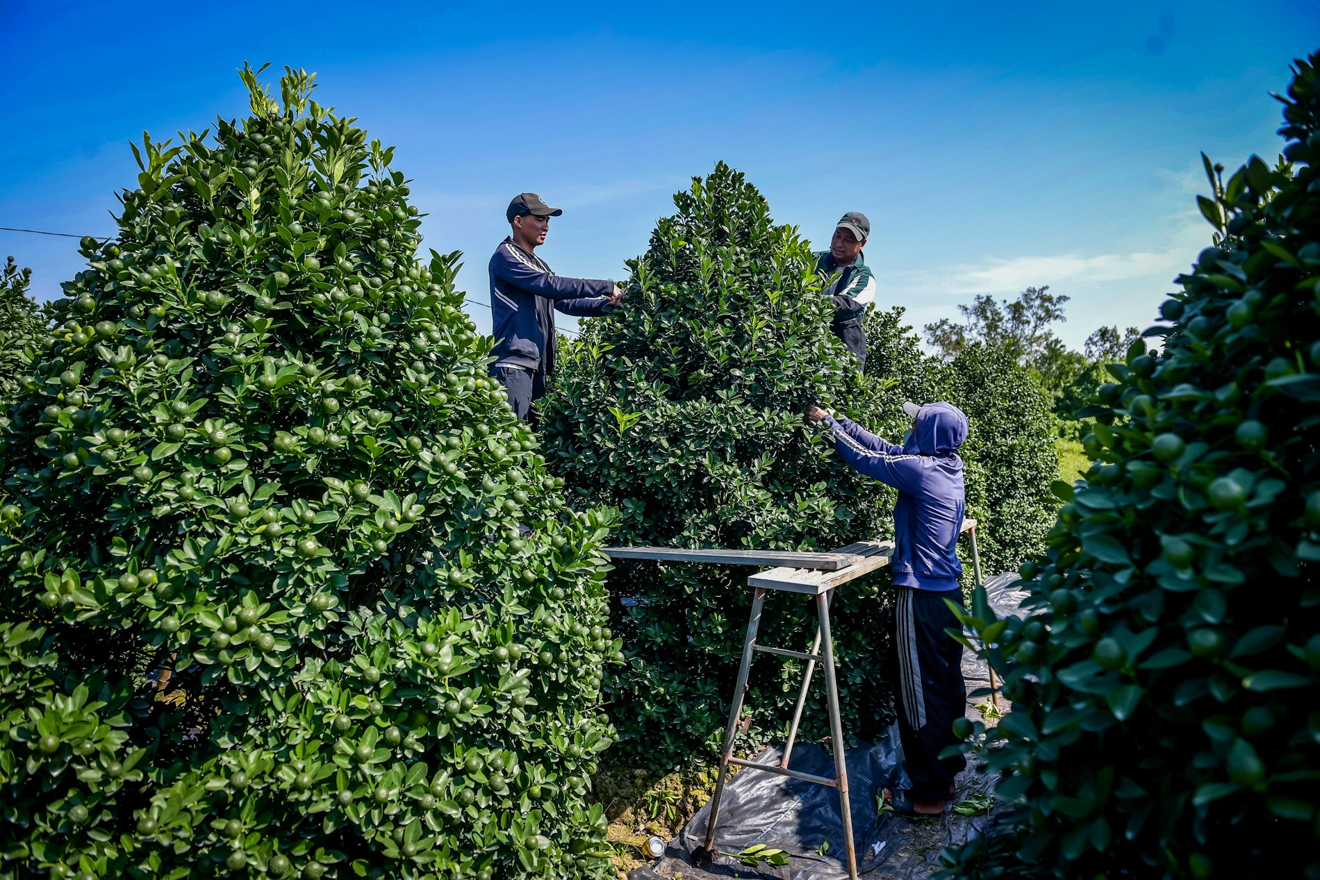Quất cảnh Ninh Bình vào vụ Tết: Cây đẹp giá gần 40 triệu vẫn 'cháy hàng'