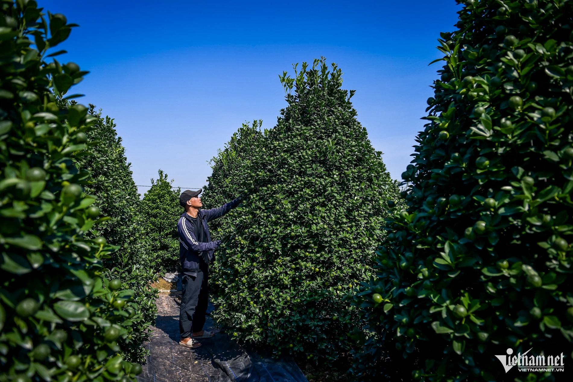 W-quất Nam Phong_11.jpg