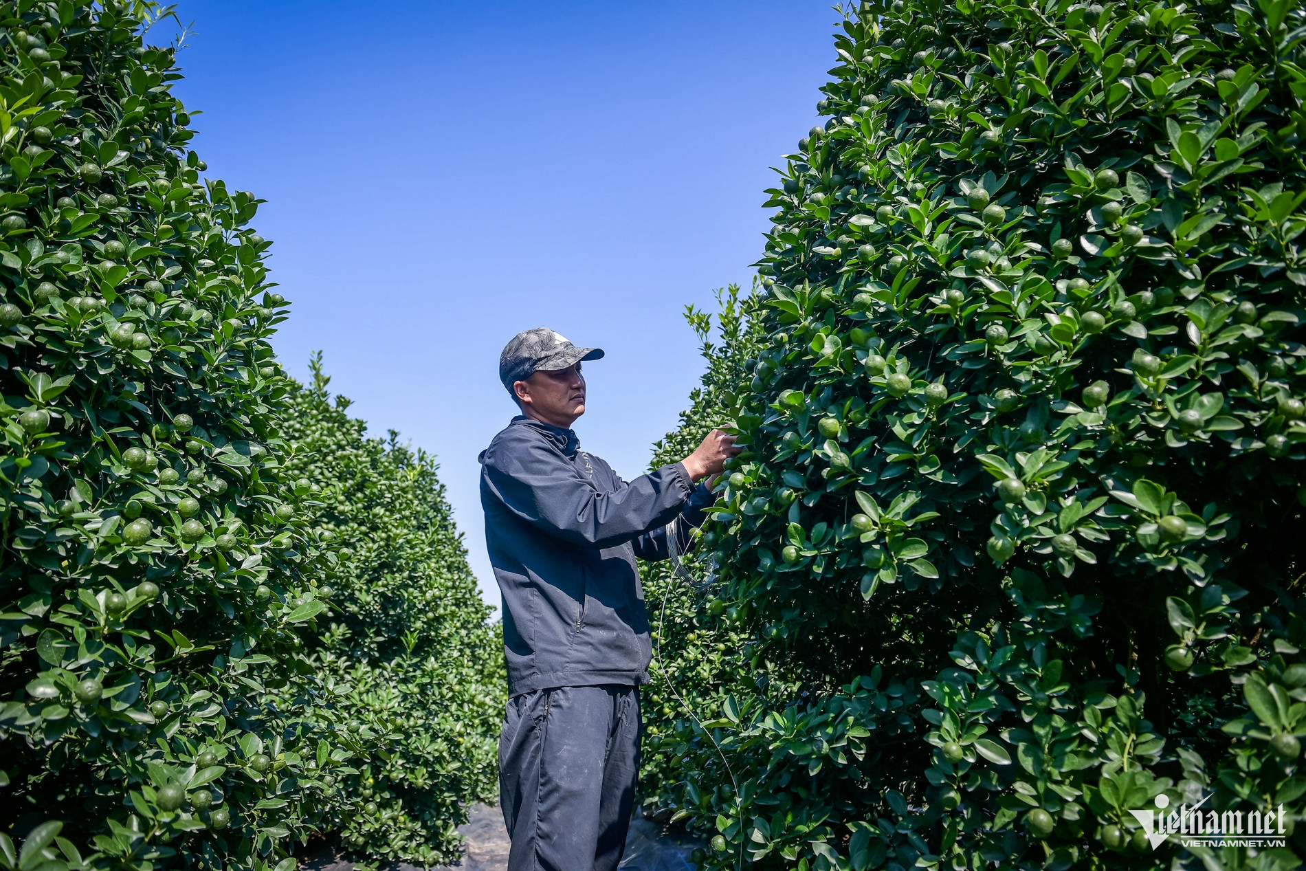 W-quất Nam Phong_3.jpg