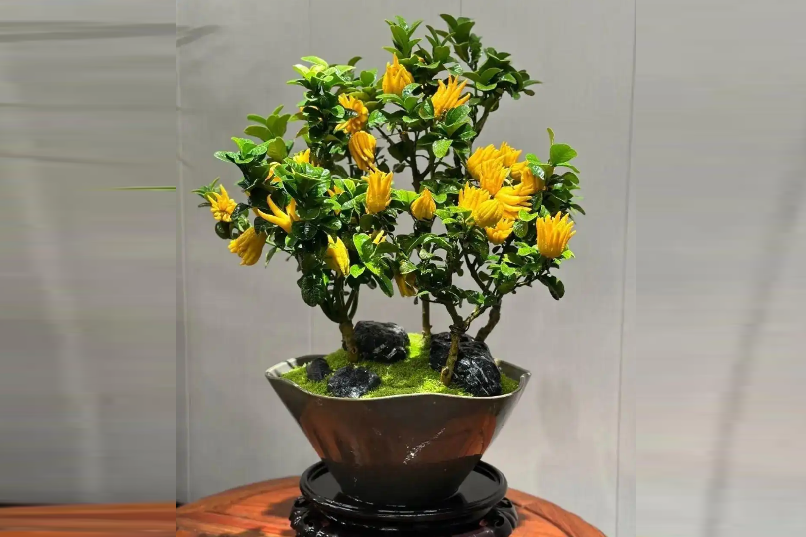 4 loại cây được ví như ‘thần tài’ trong nhà, giúp gia chủ an yên