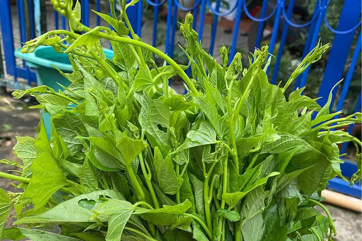 4 tác dụng bất ngờ của rau lang