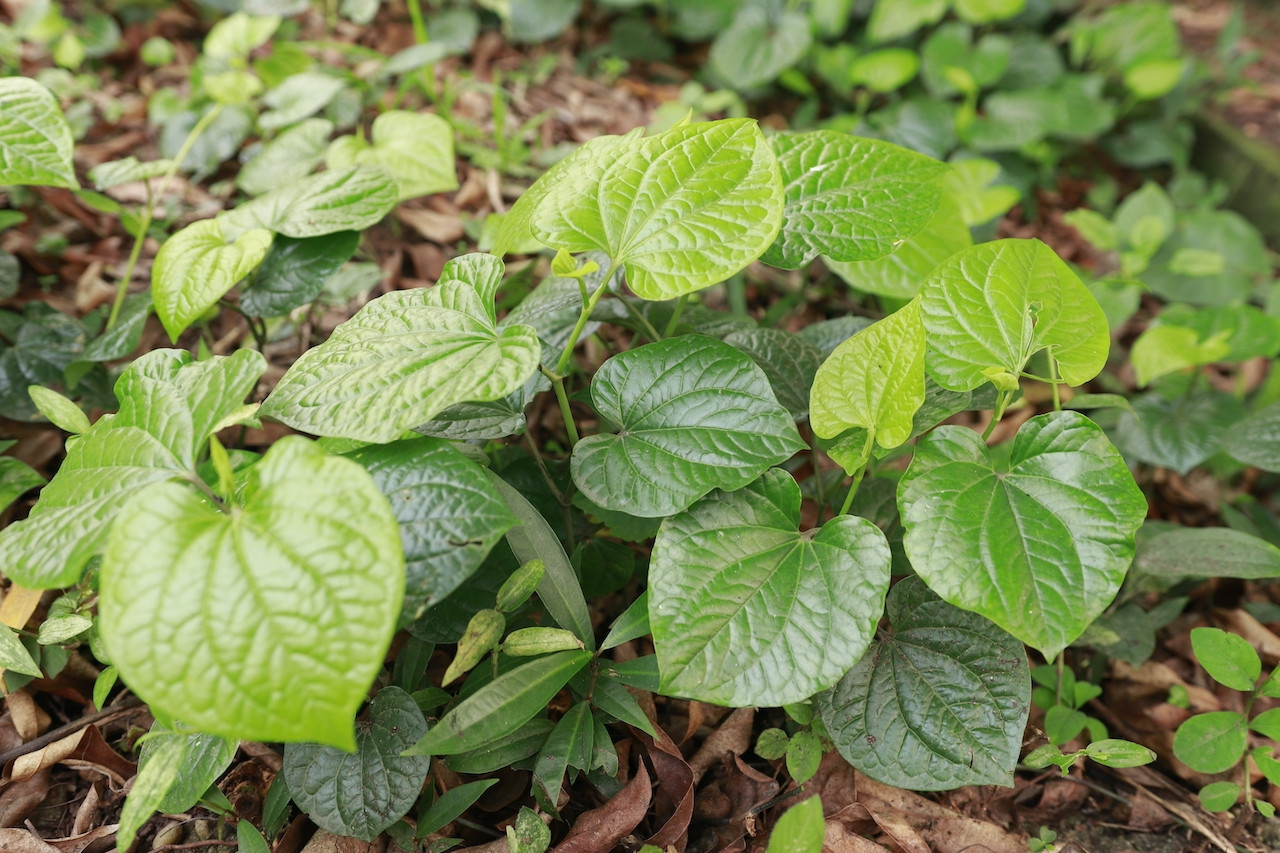 Đau dạ dày vì sử dụng thức uống này giảm cân, giải độc 5 công dụng không ngờ từ loại lá mọc đầy vườn cho người đau xương khớp