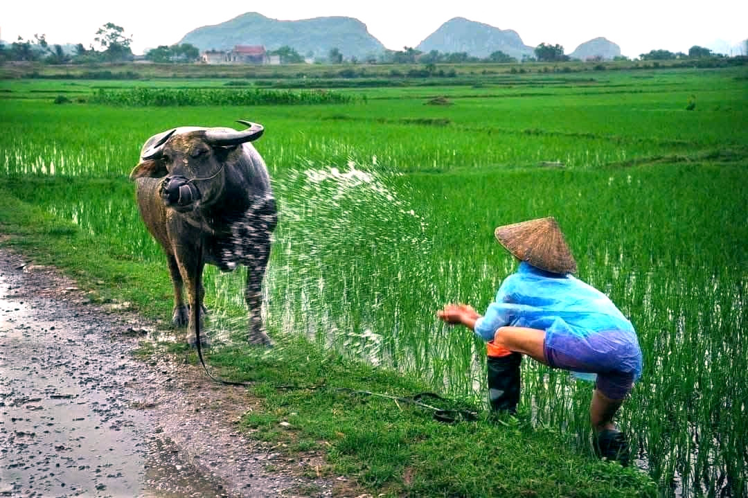 a3Du khách thích thú trải nghiệm xe trâu.jpg