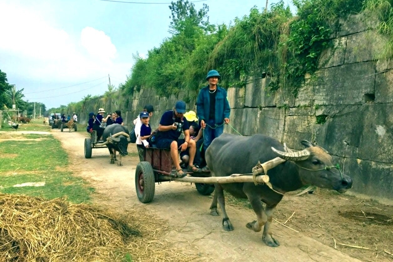 Du khách thích thú trải nghiệm xe trâu, ngắm cảnh bình yên quanh Thành nhà Hồ