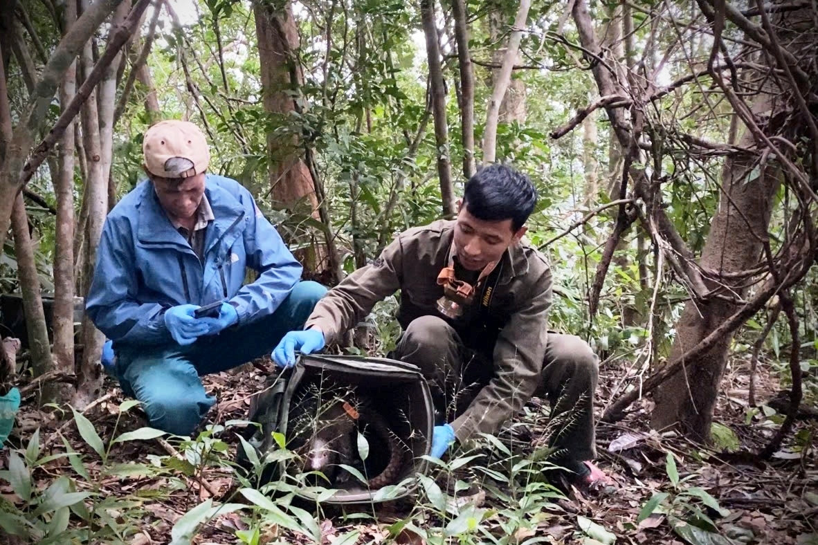 Hành trình về rừng của loài thú duy nhất trên thế giới có vảy cứng phủ cơ thể