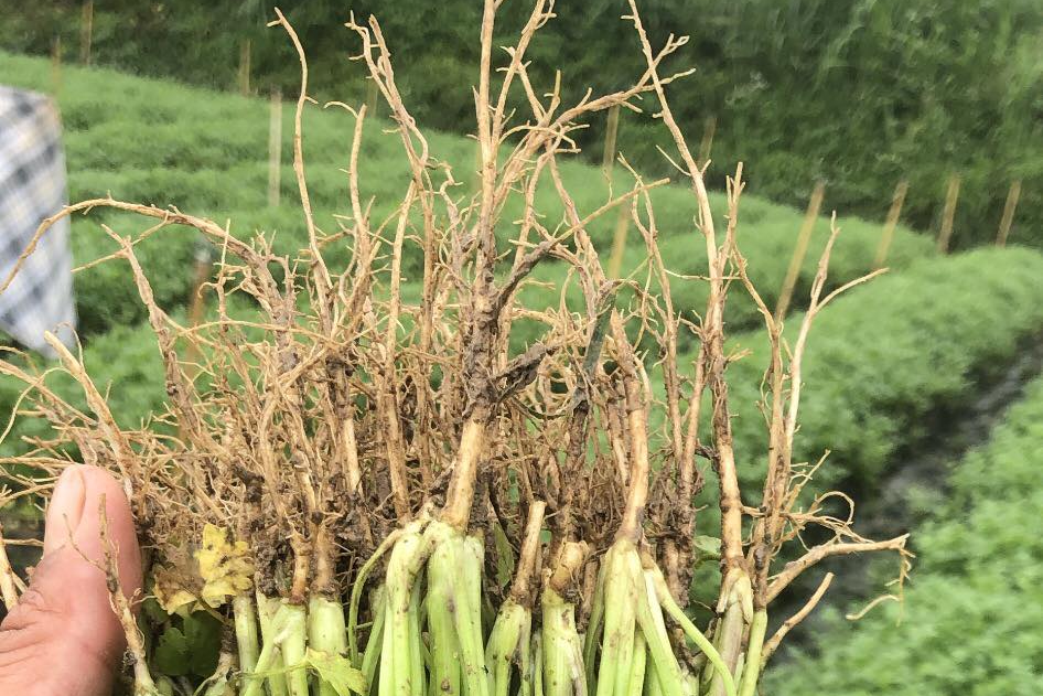 Lợi ích sức khỏe của rễ rau mùi