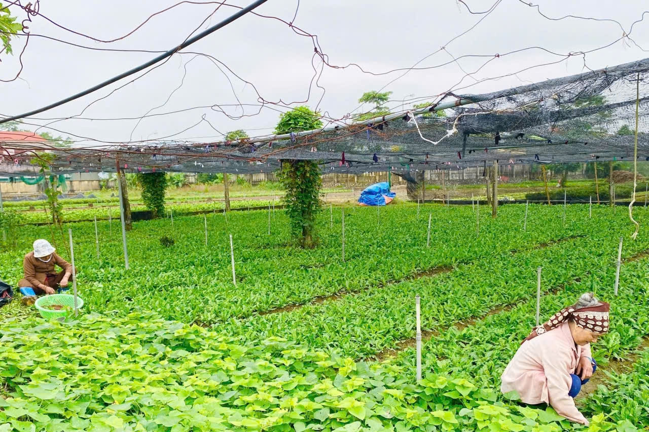 Thanh Hóa đẩy mạnh chuyển đổi số, nông thôn đổi thay từng ngày