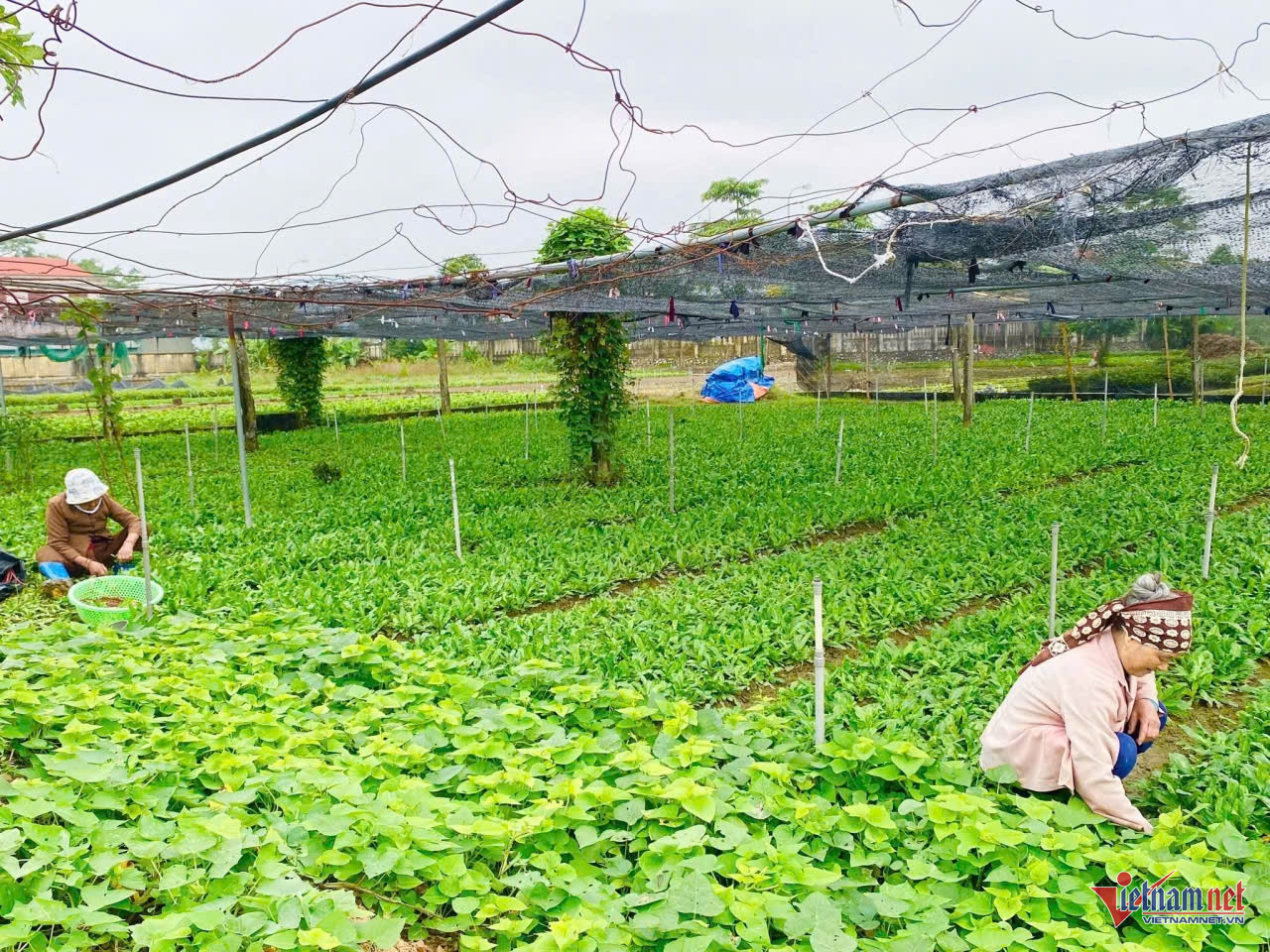 W-anh bai thanh hoa.jpg