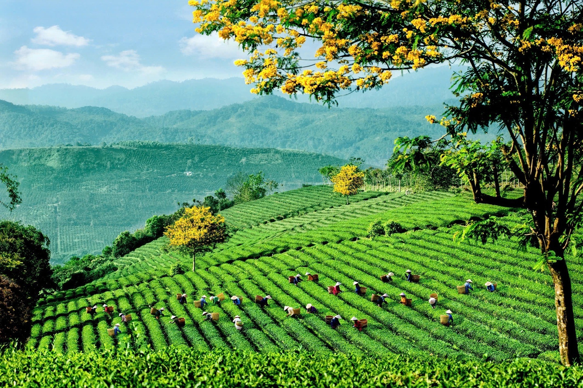 Lễ hội Trà Quốc tế 2025 - Kết nối văn hóa, động lực phát triển ngành trà