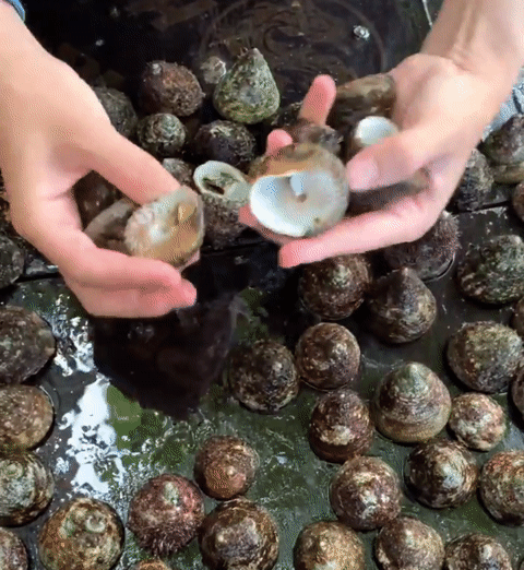 Ốc Nón Nàng ở Đảo!.mp4