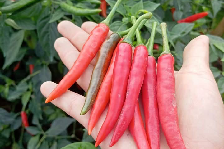Quả ớt giúp trường thọ nhưng 5 nhóm người không nên ăn