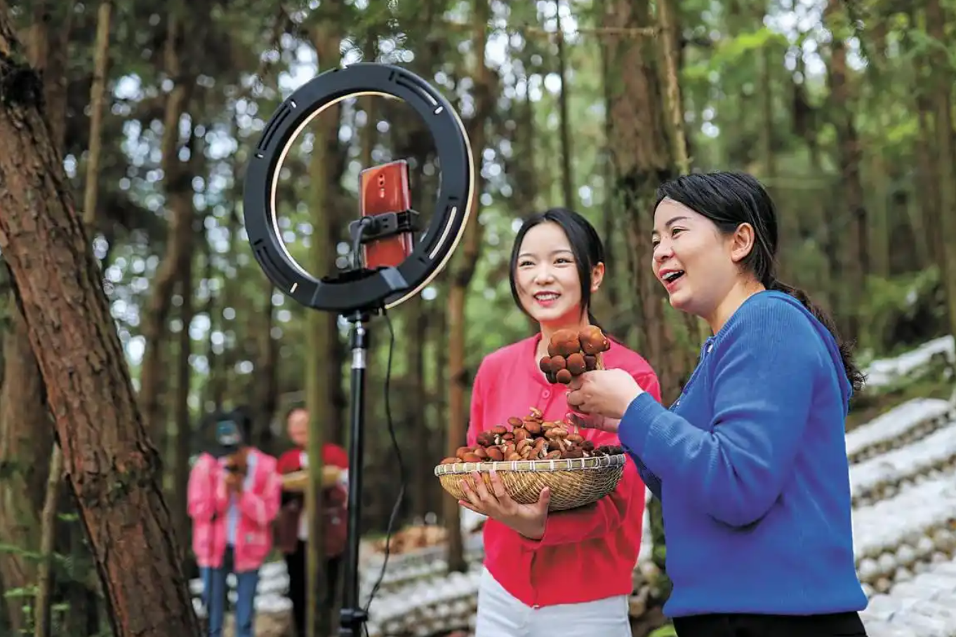 Rừng vô dụng hóa 'mỏ vàng xanh': Bí quyết của nông dân nghèo ở Trung Quốc