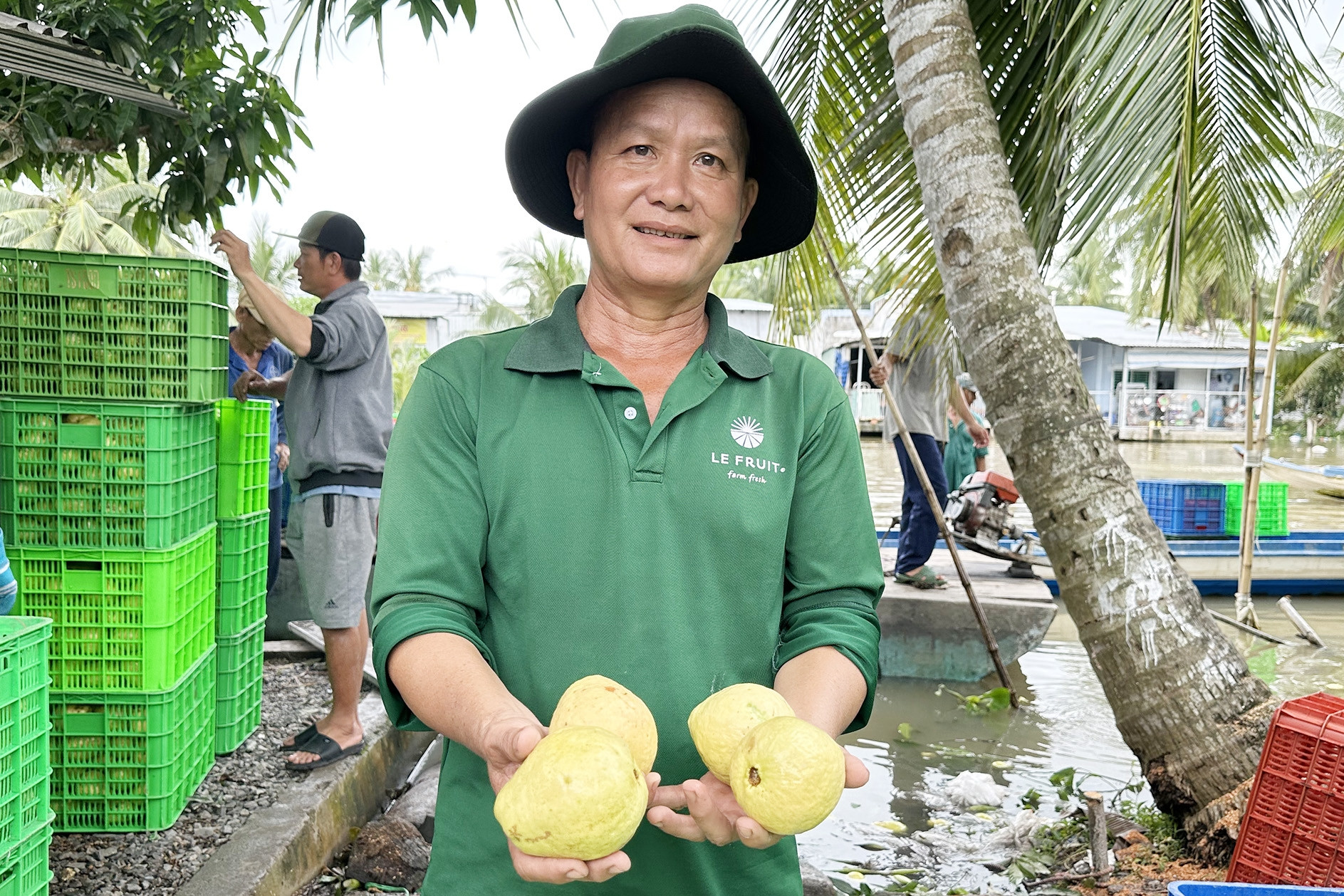 Bị chê ‘dại’ khi bỏ lúa trồng ổi hồng, lão nông Cần Thơ nay thu 400 triệu mỗi năm