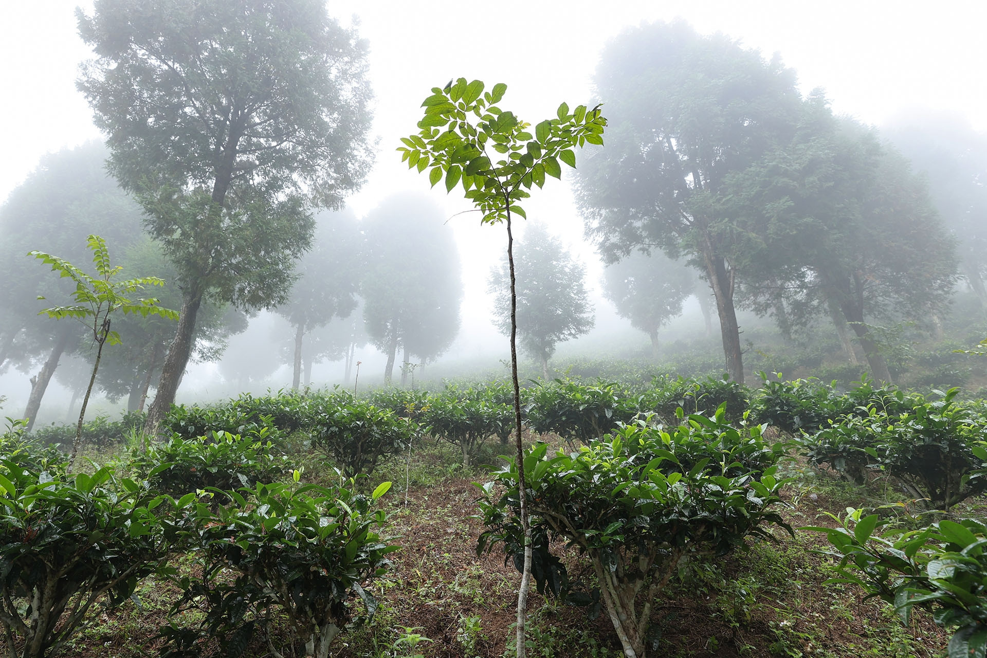 Cho vay tín dụng xanh đạt dư nợ gần 637 nghìn tỷ đồng