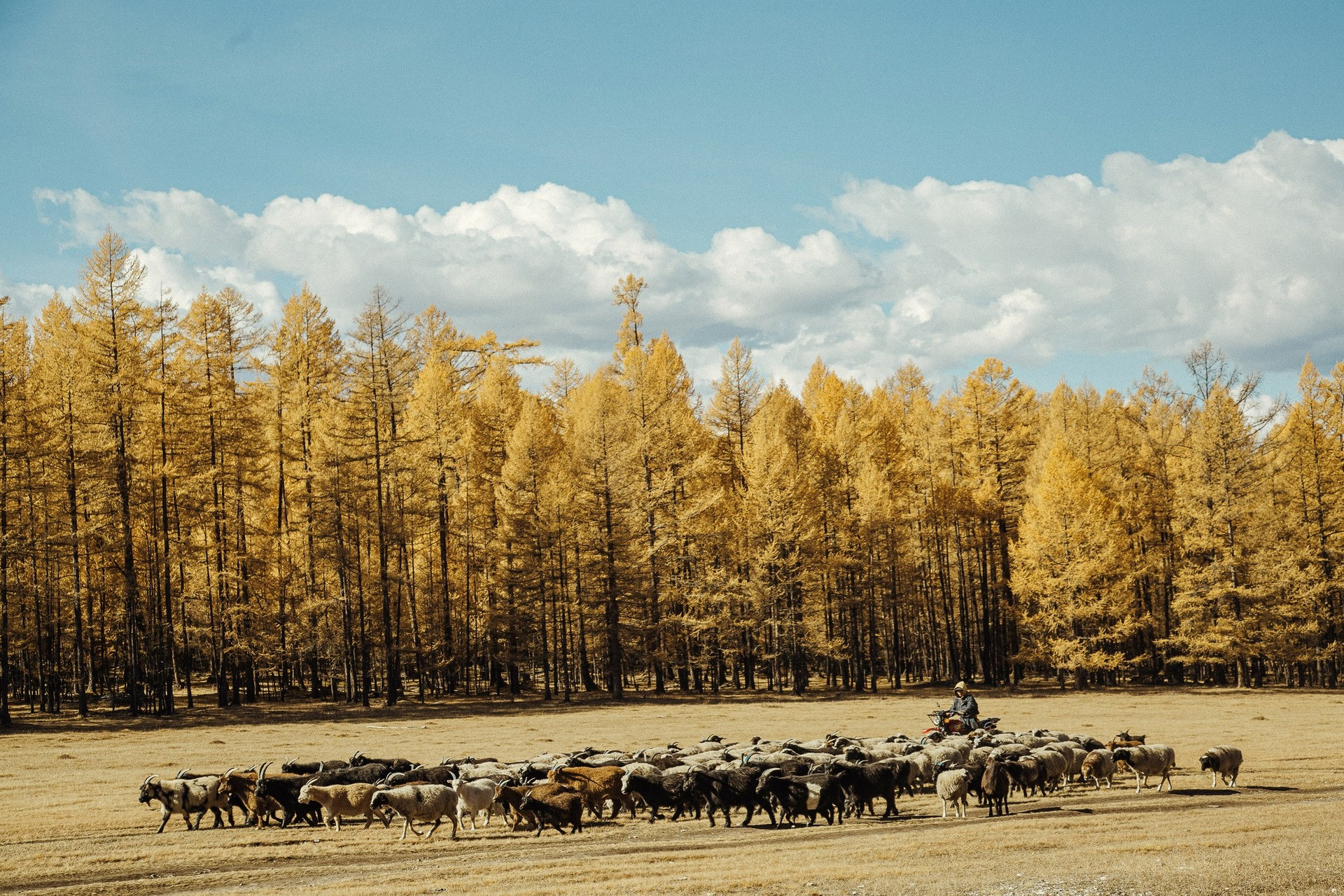 du lịch Mông Cổ 2.jpg