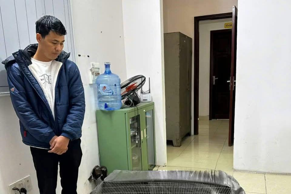 Nuôi gà lôi trắng: Được phép nhưng phải đúng quy định