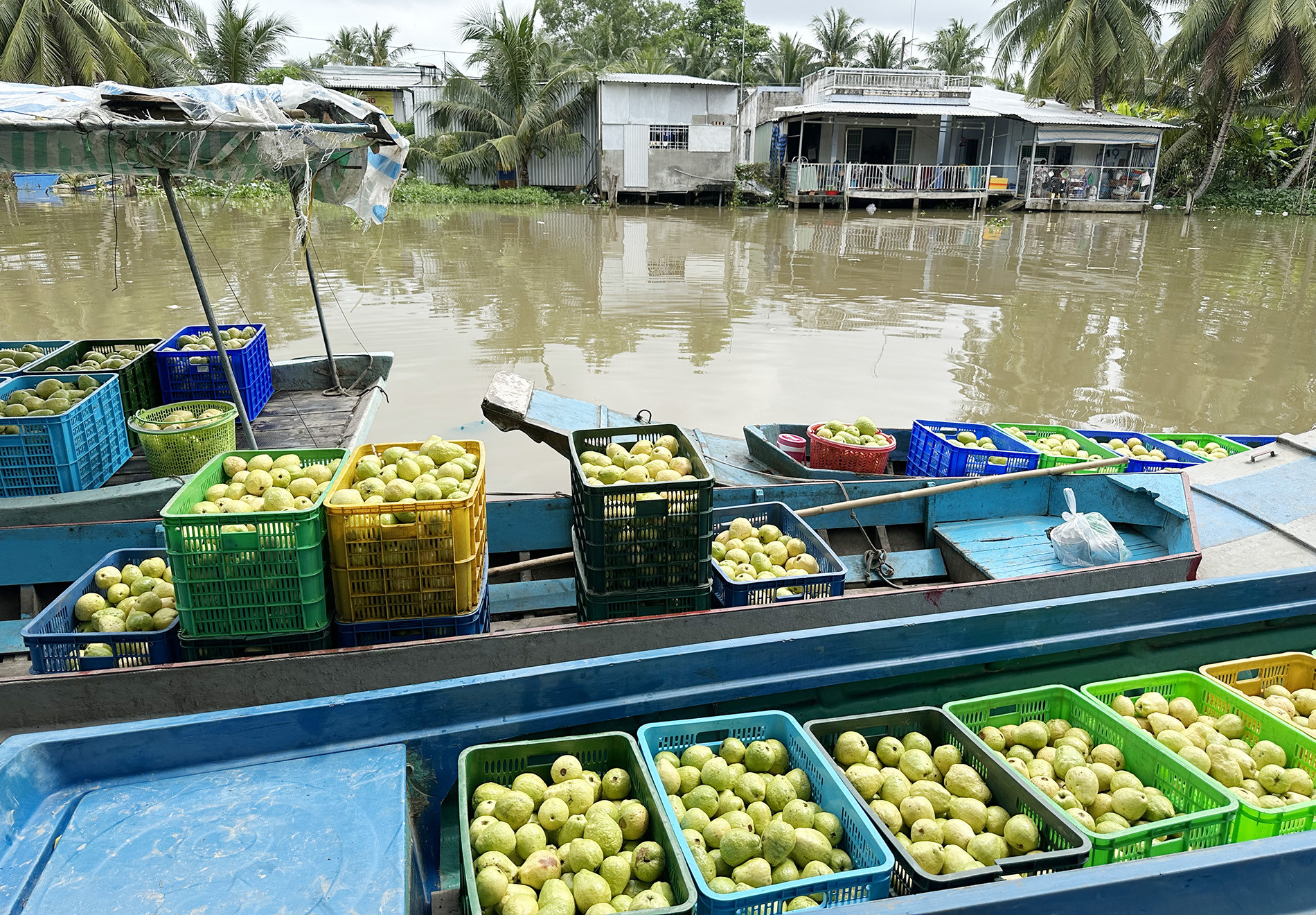 Ổi hồng 32.jpg