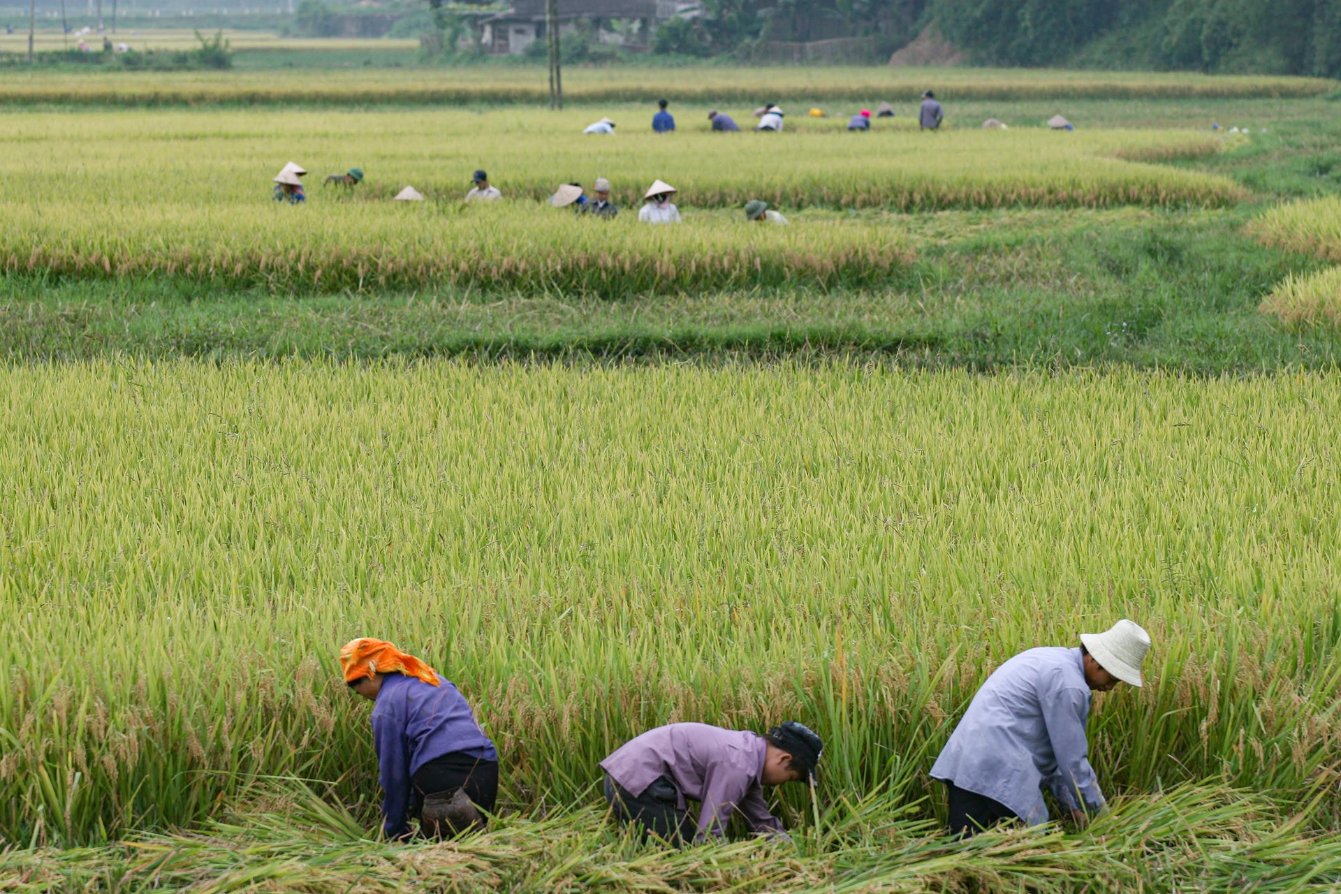 Trồng lúa để bán được 10 USD/tín chỉ carbon: Phải theo quy trình nghiêm ngặt