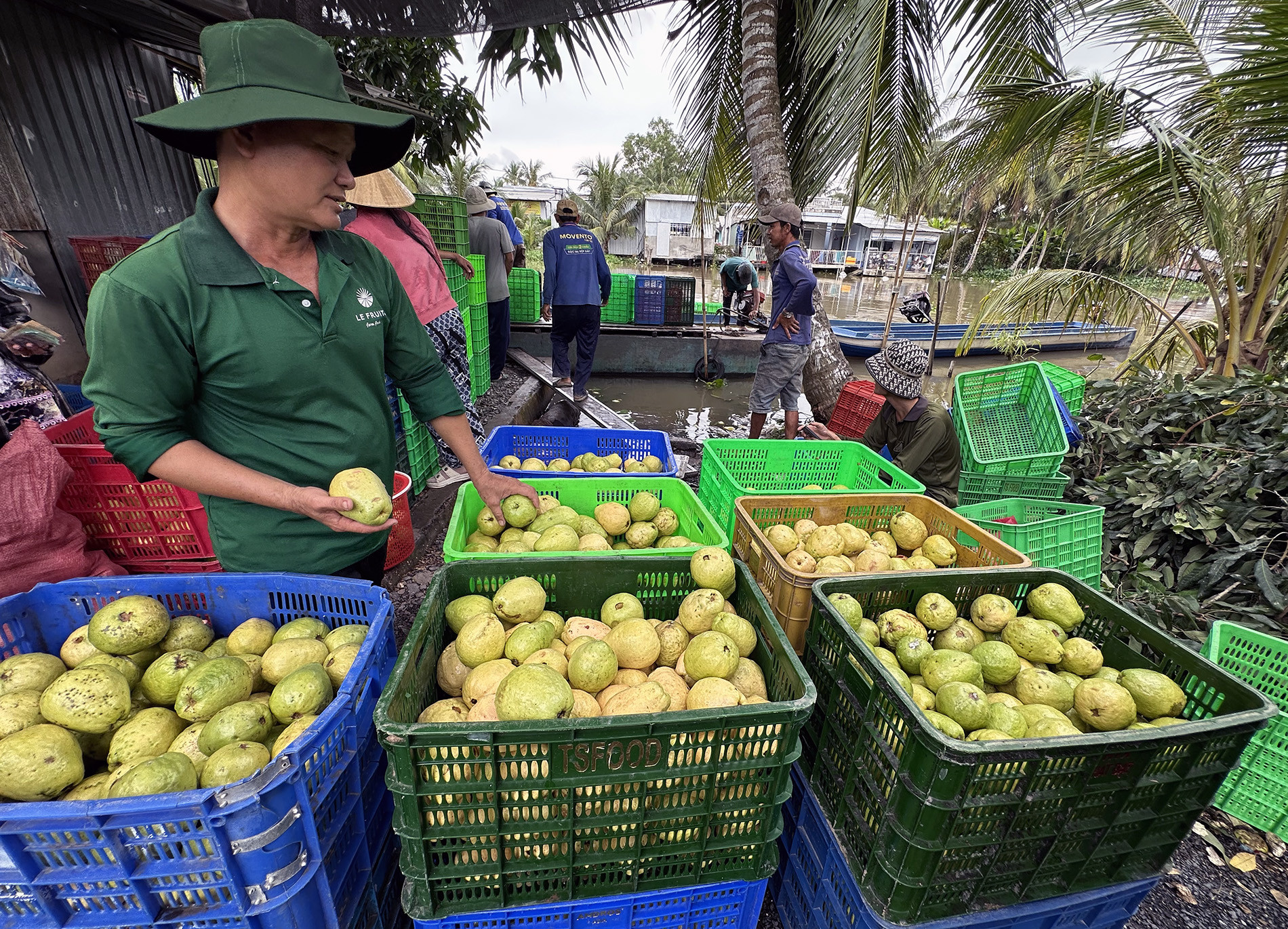 Trồng ổi 8.jpg