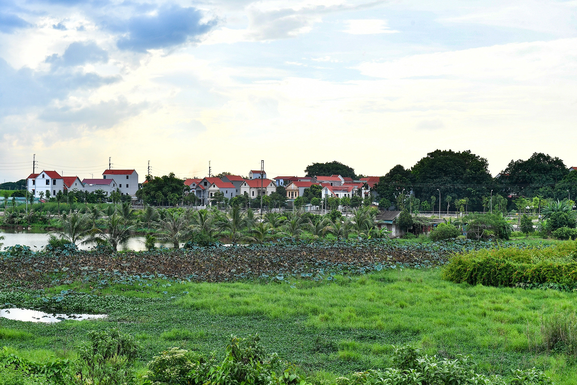 Trúng đấu giá đất rồi bỏ cọc sẽ bị cấm từ 6 tháng đến 5 năm