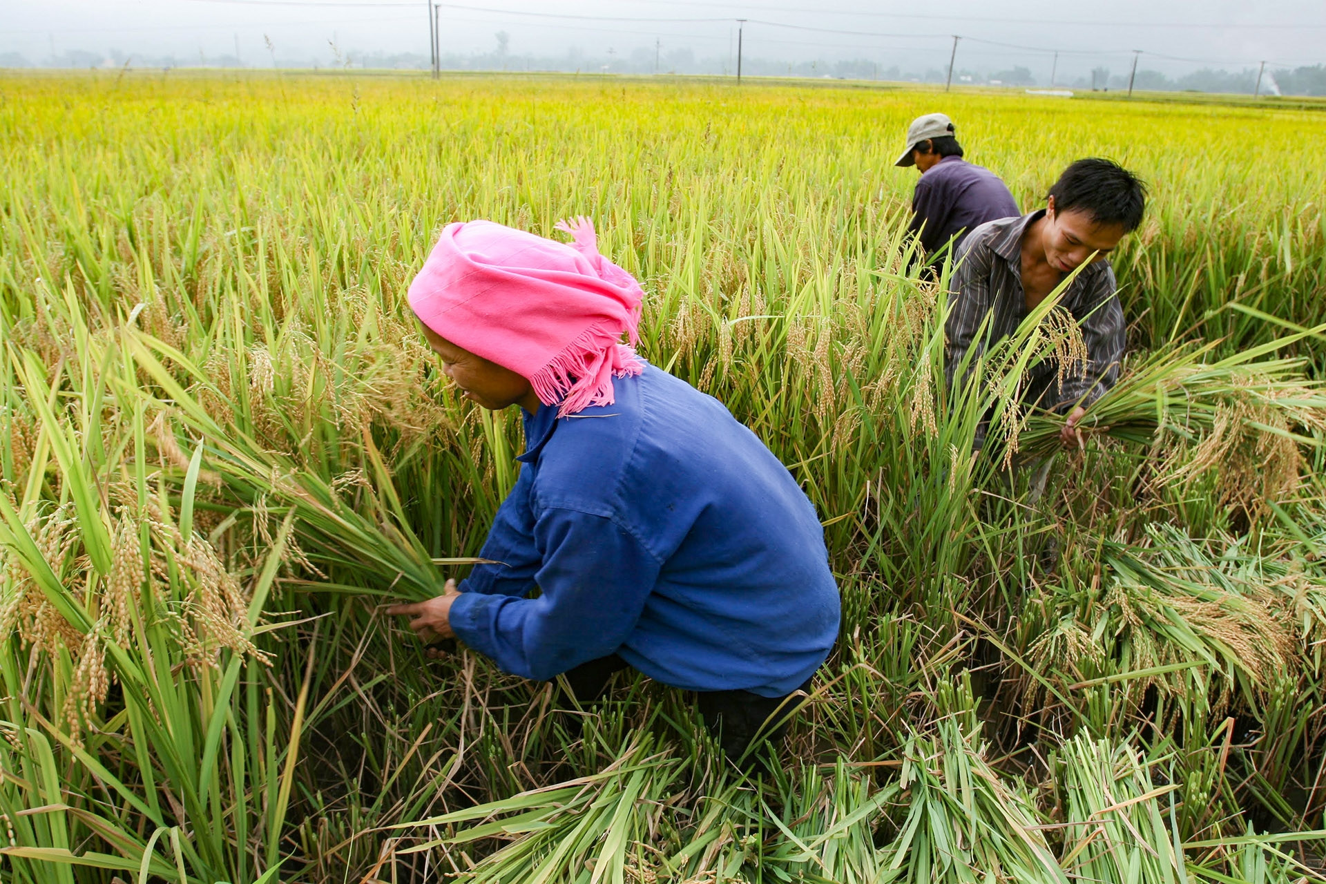 Việt Nam sắp có sản phẩm ‘lúa giảm phát thải’