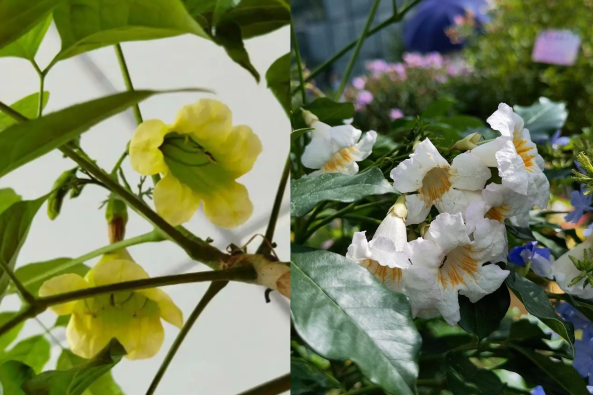 Bí quyết trồng cây Hạnh phúc giúp căn nhà luôn ấm cúng và 'đầy năng lượng tốt'