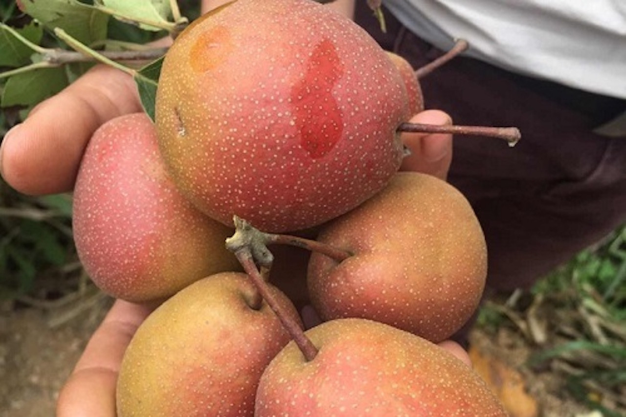 Nhiều loại quả ăn hằng ngày không khiến bạn tăng cân