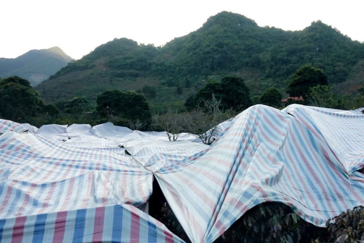 Thời tiết dị thường uy hiếp vựa 'vàng đen', dân phủ bạt, hun khói cứu cây