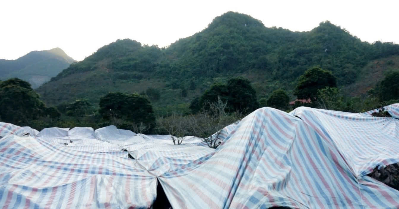 Thời tiết dị thường uy hiếp vựa &amp;apos;vàng đen&amp;apos;, dân phủ bạt, hun khói cứu cây