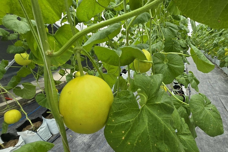 Châu Thành tăng tốc xây dựng nông thôn mới sau sáp nhập hành chính