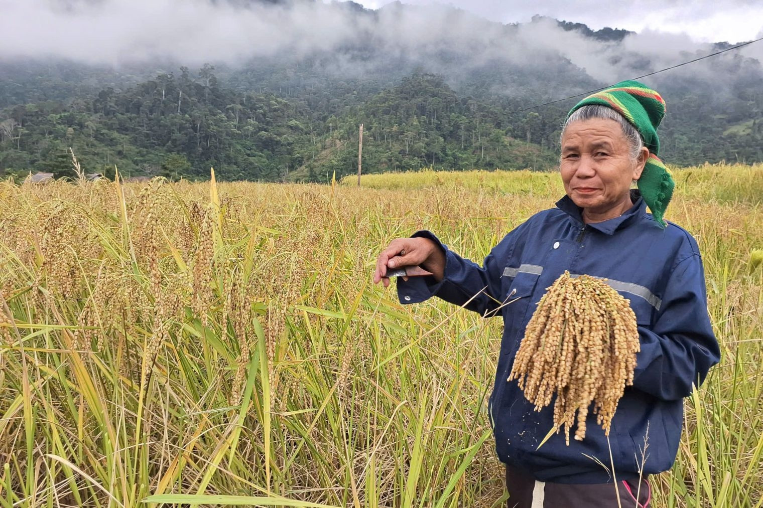 Piêng Lâng mùa nếp thơm