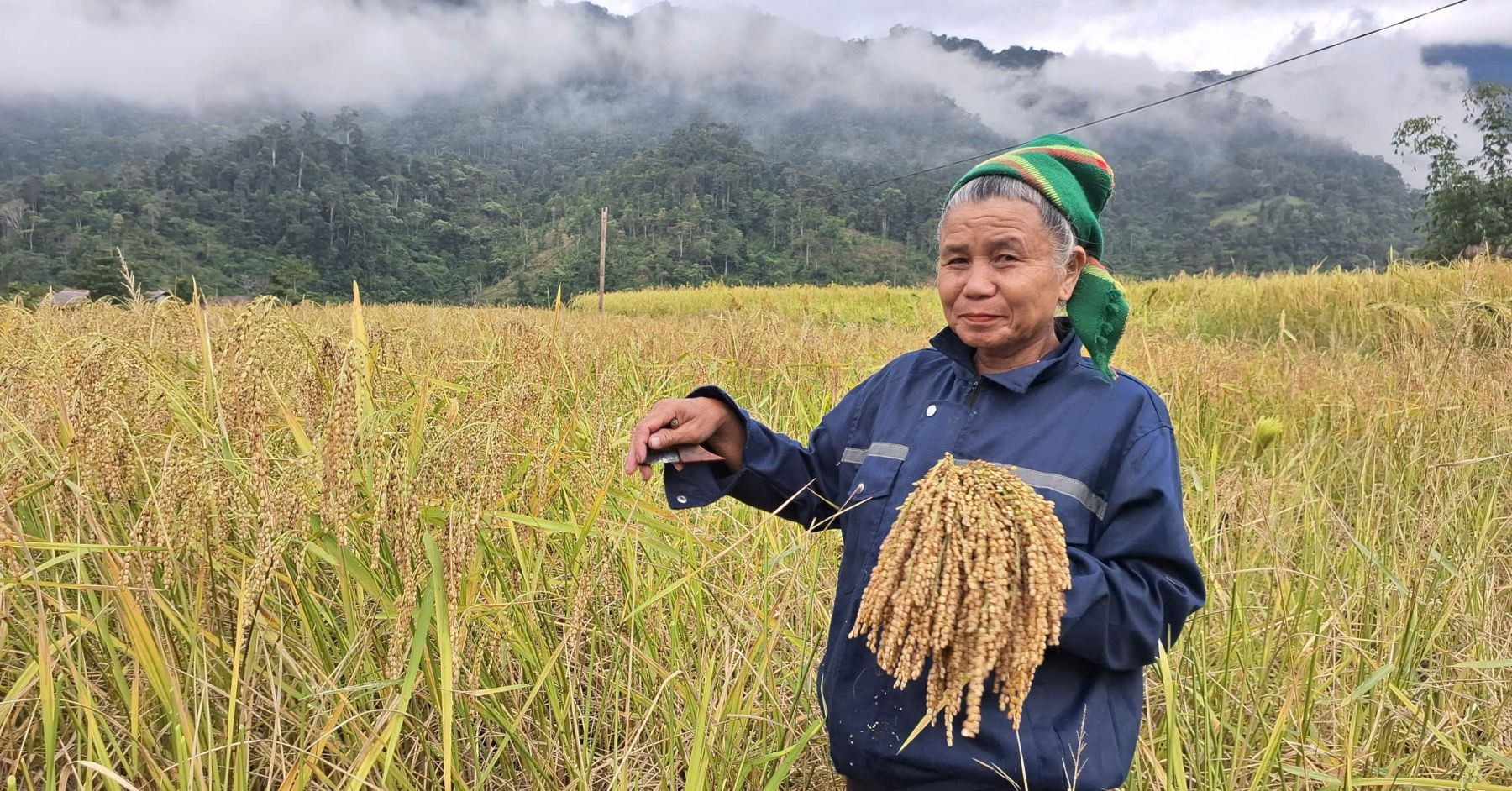 Piêng Lâng mùa nếp thơm