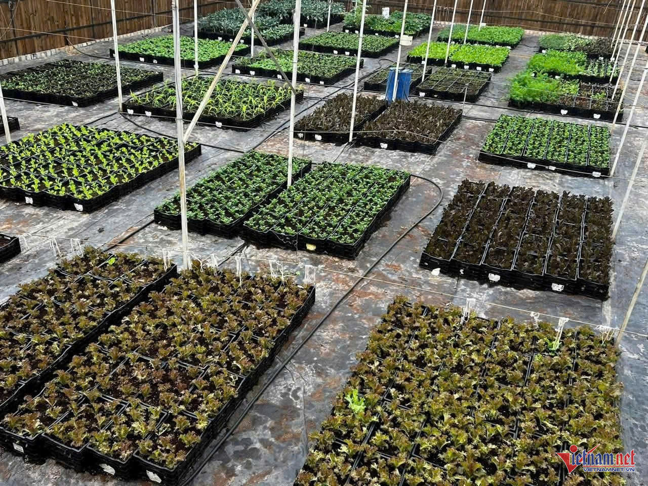 W-anh bai HND lam dong.jpg