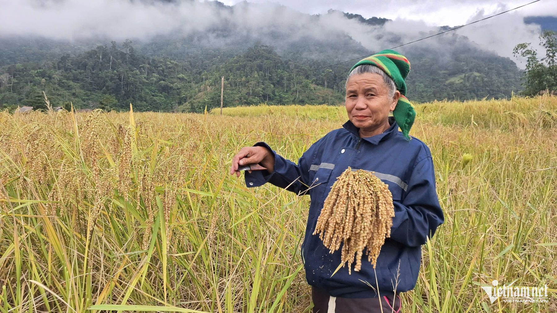 W-bông to, hạt đều.jpg