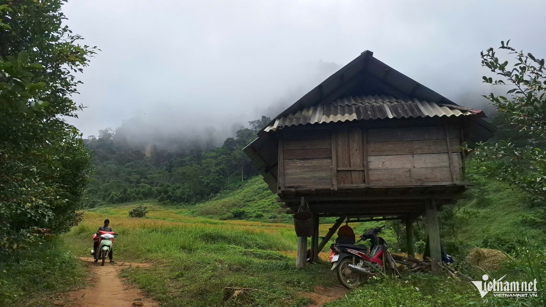 W-chở lúa về nhà.jpg