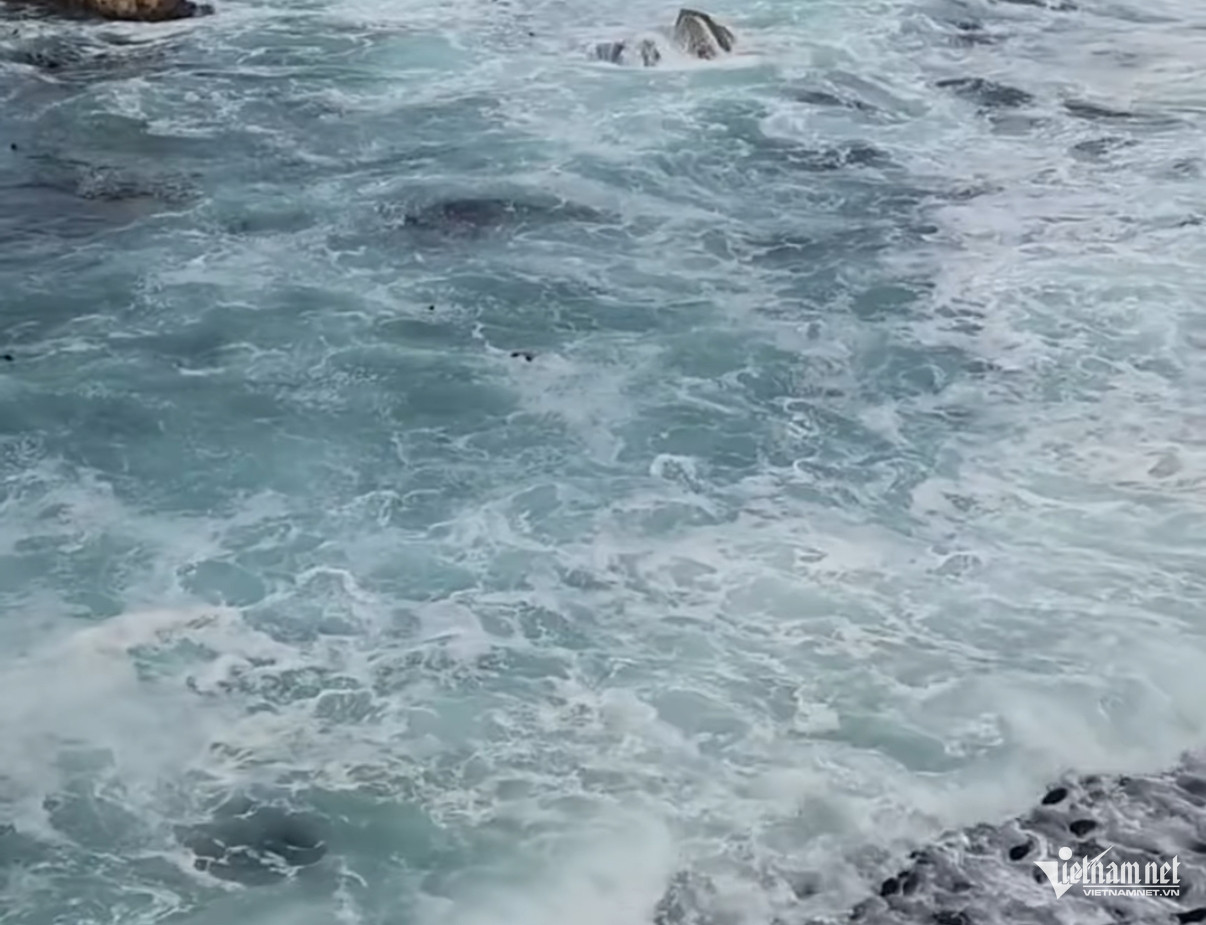 W-Đại dương.jpeg