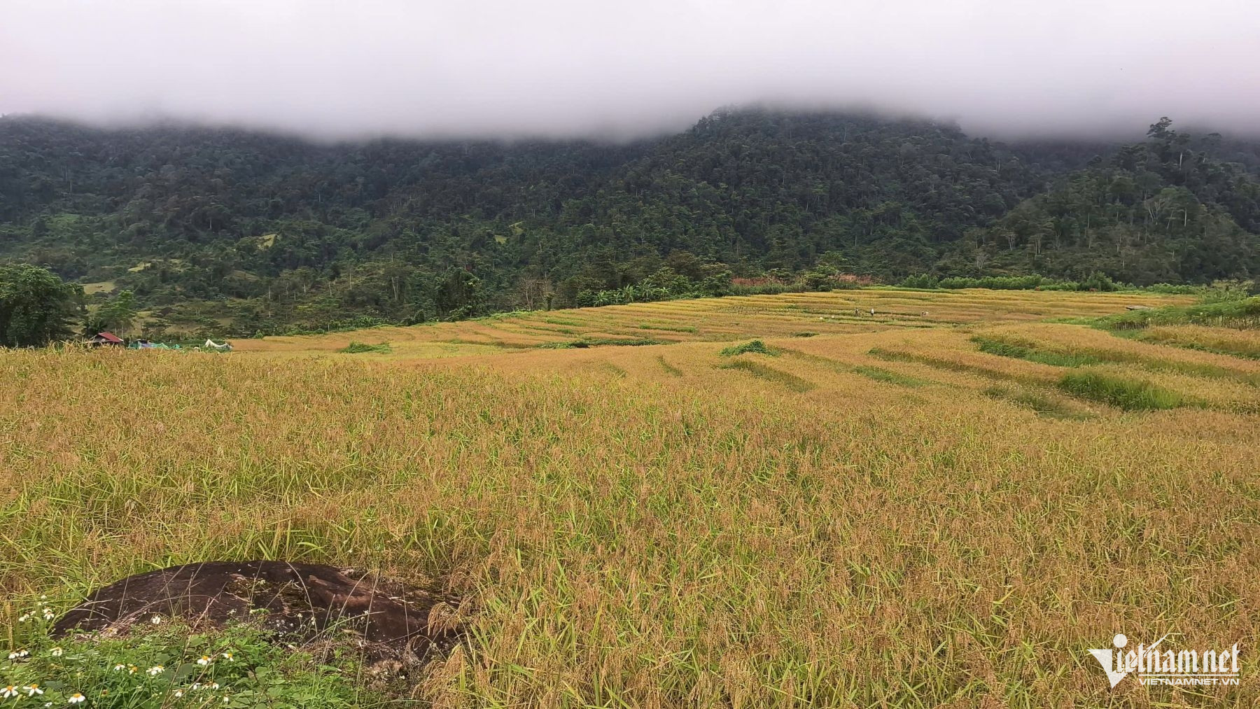 W-lúa nếp thơm chín.jpg