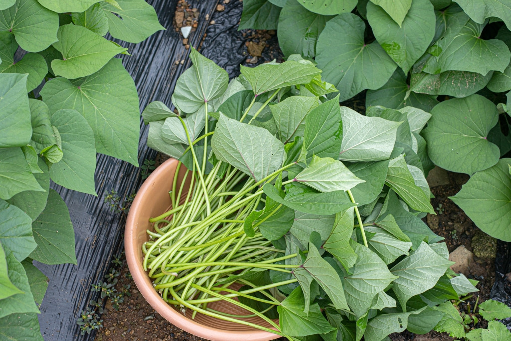 Bác sĩ giải thích lý do ăn rau lang 3 lần mỗi tuần