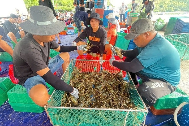 Người dân Đắk Lắk hối hả bán tháo tôm hùm chạy bão số 13