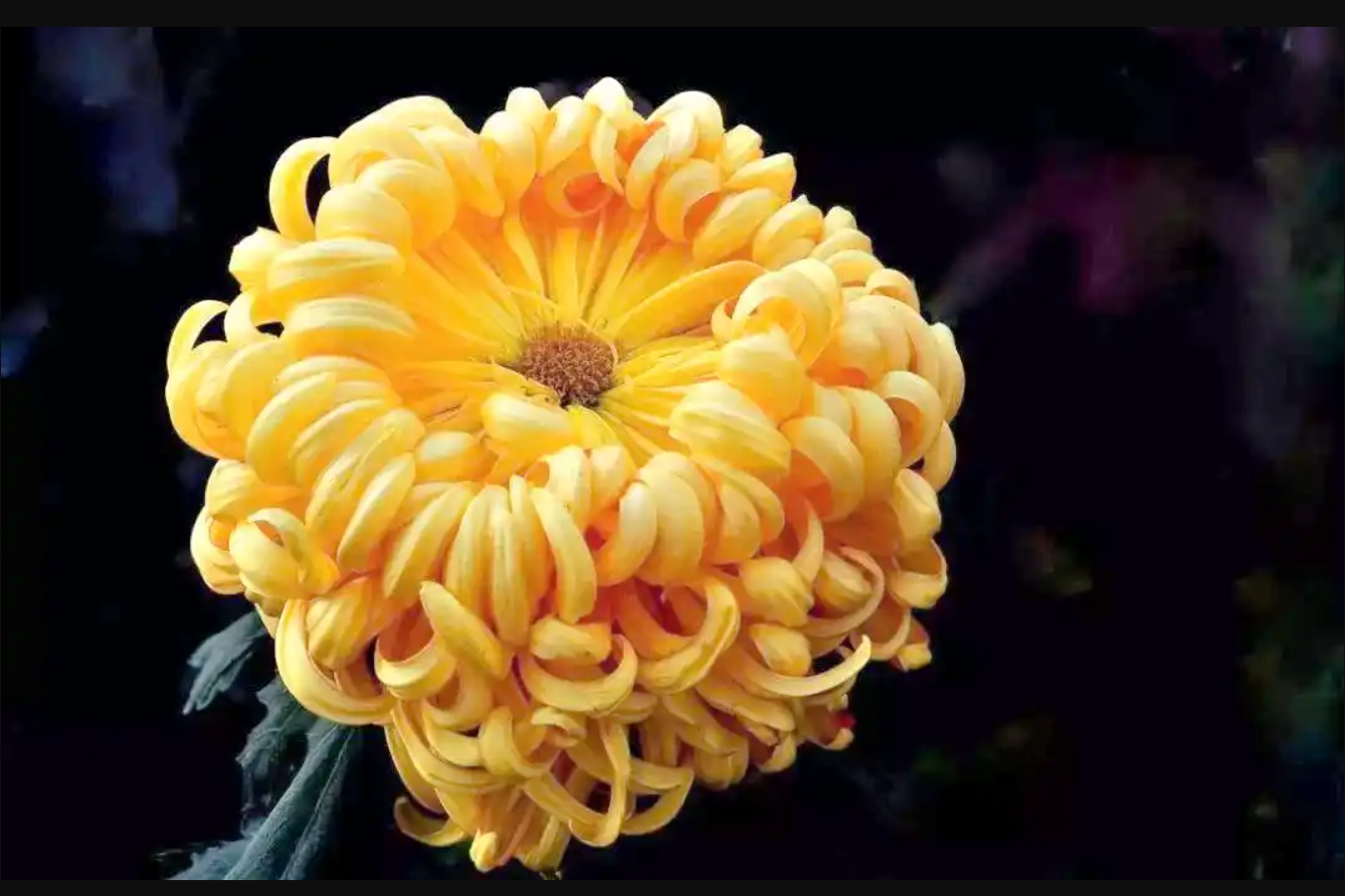 Người mệnh Mộc không thể bỏ qua 3 cây này