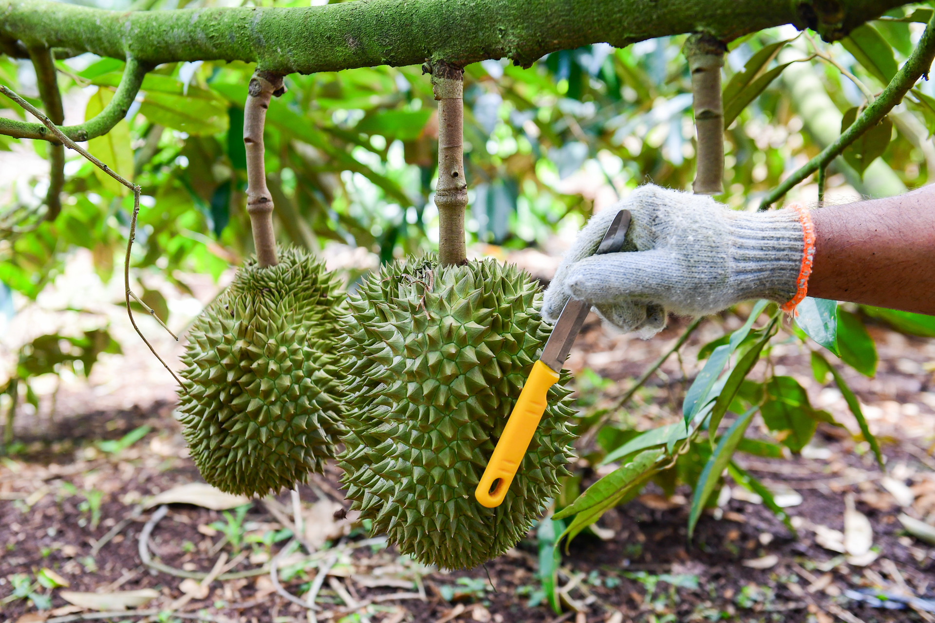 Khởi tố 17 bị can trong vụ mua bán giấy kiểm nghiệm sầu riêng